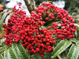 Sorbus wilsoniana, Chinese Rowan, tree, shrub, autumn colours, fruits, spring flowering