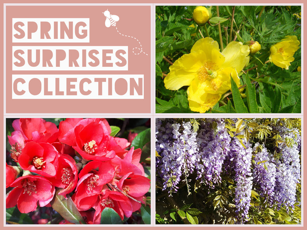 Spring Canvas Leaflets Spring Leaflet - Jurassicplants Nurseries