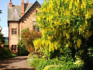   Laburnum anagyroides, Golden Chain, plant, deciduous, flowering, hardy, fast growing, harden, scented