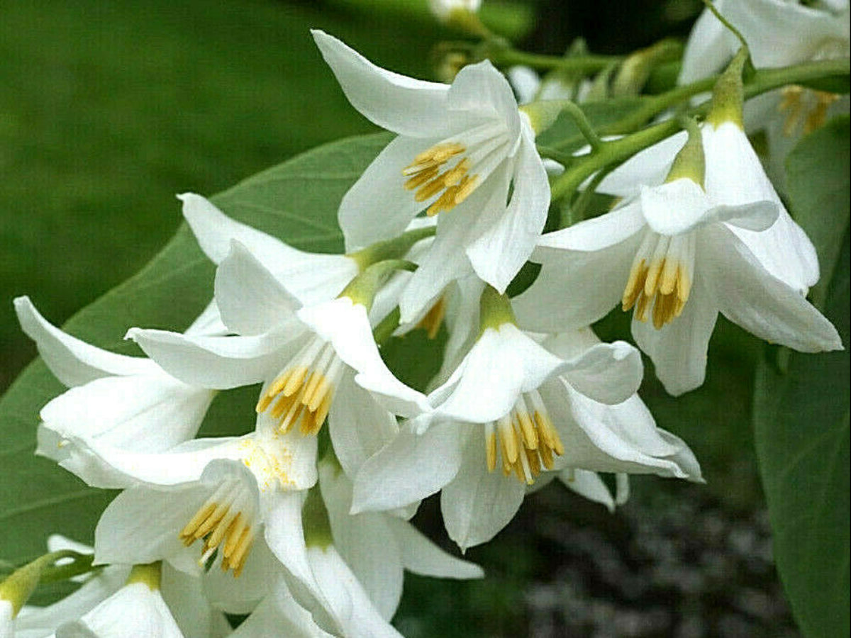 rubber tree with white flowers Eucommia ulmoides - Hardy Rubber Tree