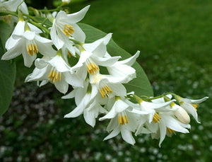 Styrax obassia, Fragrant Snowbell, deciduous, tree, flowering plant, hardy