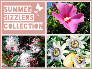 The Subtropical Flower Collection