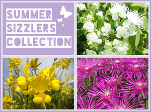 Summer Sizzlers Collection