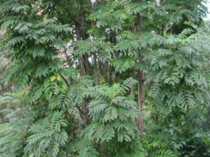 Toona sinensis, Onion Tree, Chinese Cedar, Chinese Mahogany, deciduous, tree, summer flowering, plant, hardy, fast growing, edible