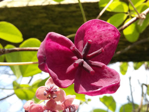 Akebia quinata, Chocolate Vine, Jurassicplants Nurseries, flowering plant, climber, deciduous, scented, hardy, fast growing