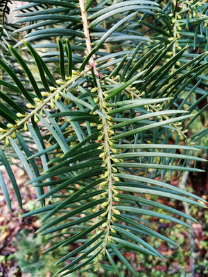 Cephalotaxus sinensis, Cowtail Pine, evergreen, shrub, rare, fruit, edible, slow growing