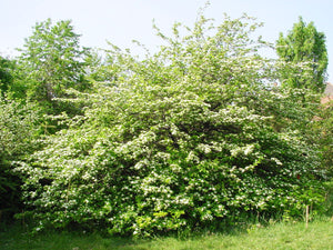Crataegus persimilis, Cockspur Hawthorn, spring flowering, plant, shrub, deciduous, fruit, scented, hardy