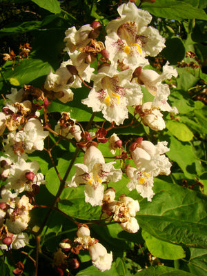 Catalpa bignonioides, Indian Bean Tree, Summer flowering, tree, scented, foliage, architectural, hardy, plant