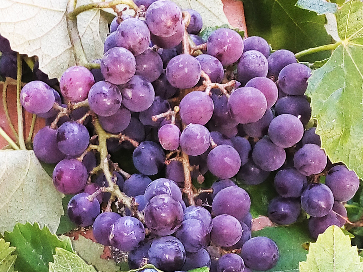 Vitis labrusca Isabella - Strawberry Grape (light blue ...
