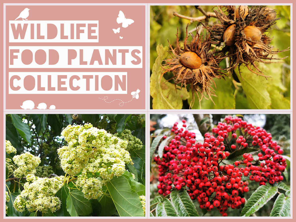The Wildlife Food Plants Collection