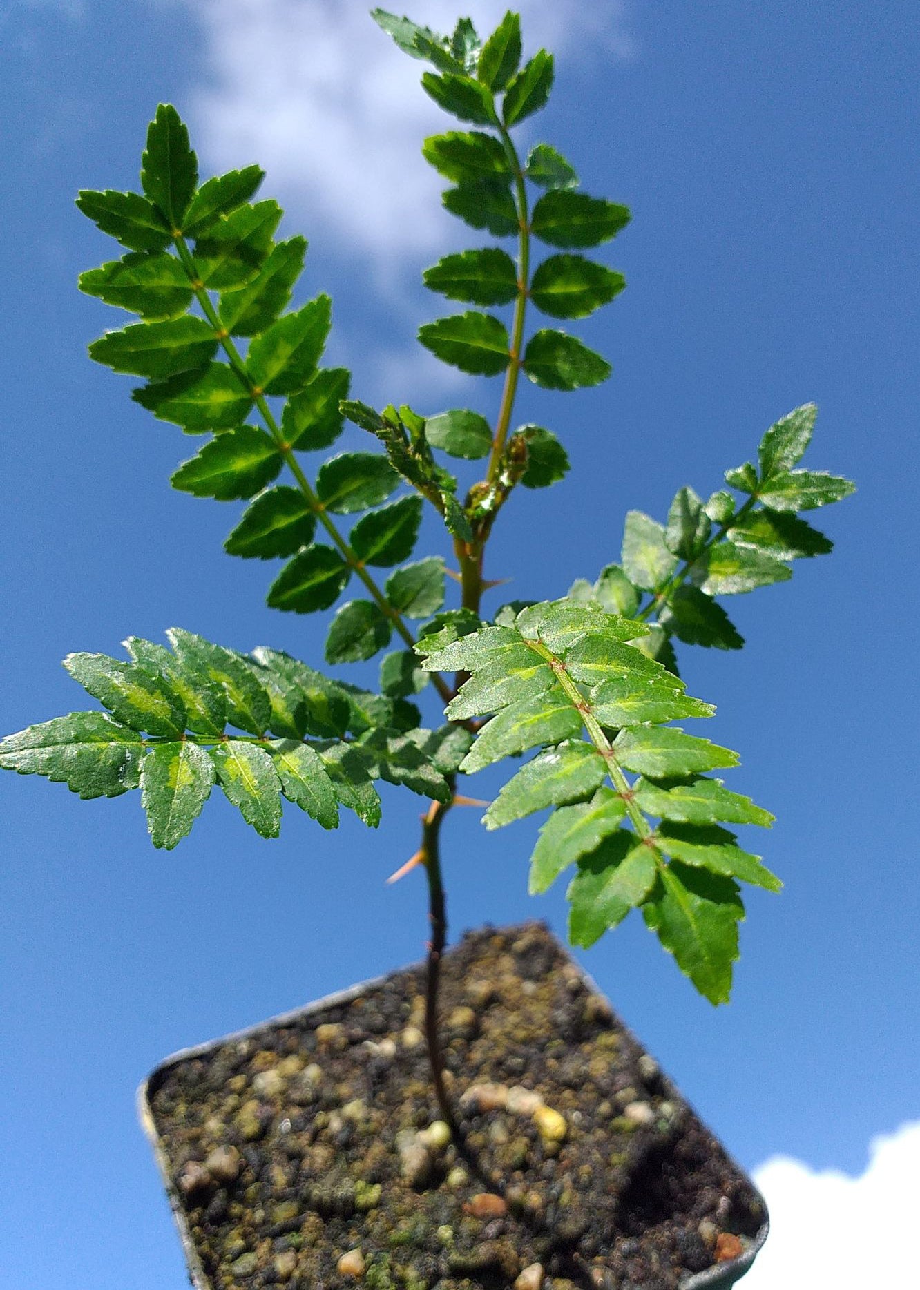 japanese pepper bonsai tree Zanthoxylum piperitum - Japanese Pepper Tree, Sansho