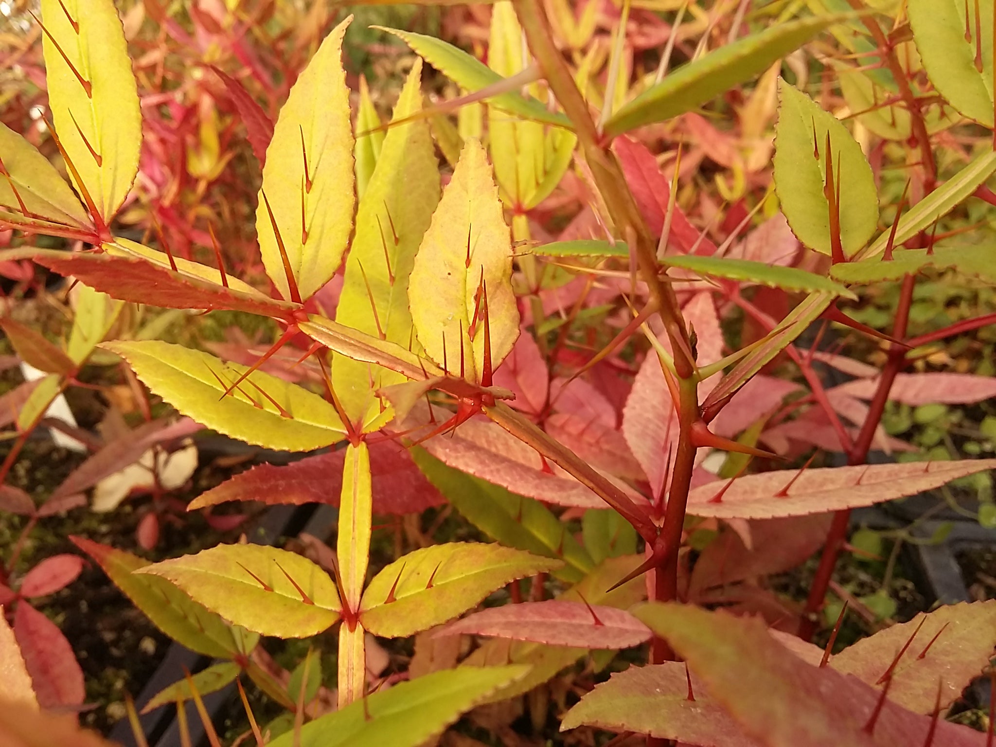 Zanthoxylum Armatum
