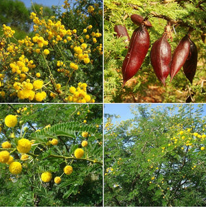 Acacia minuta syn vachellian farnesiana, Sweet Wattle, Needle Bush, evergreen, patio plant, conservatory plant, bonsai, fast growing, scented 