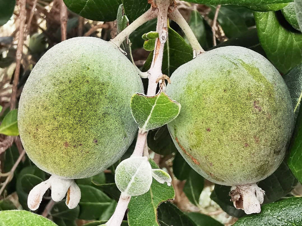 edible pineapple plant uk Acca sellowiana - Pineapple Guava