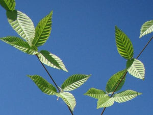 Acer carpinifolium, Hornbeam Maple, tree, patio plant, bonsai, maple, hardy