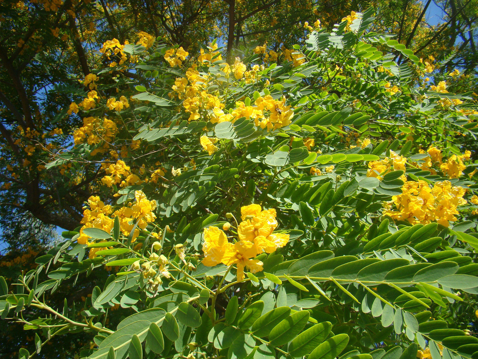 Bolivia Tree Tipuana tipu - Pride of Bolivia - Jurassicplants Nurseries