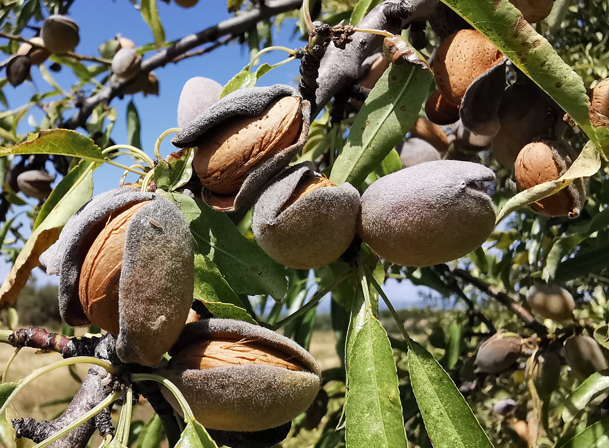 Almond Plant