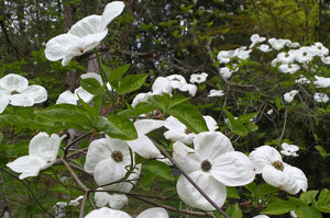 Cornus florida, Flowering Dogwood, Jurassicplants Nurseries, deciduous, shrub, flowering plant, hardy, fruit