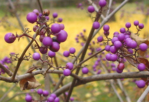 Callicarpa dichotoma, Purple Beautyberry, Jurassicplants Nurseries, shrub, deciduous, flowering, patio plant, hardy