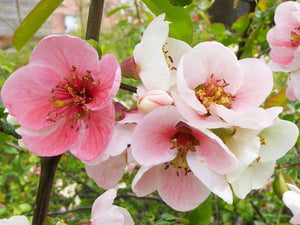 Chaenomeles cathayensis, Chinese Quince, Jurassicplants Nurseries, deciduous, shrub, spring flowering, fruit, edible, hardy