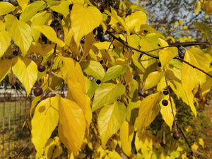 Celtis occidentalis, Common Hacktree, deciduous, tree, fruit, edible, hardy, fast growing