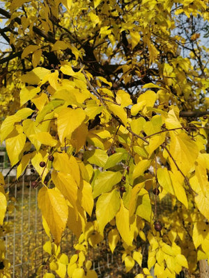 Celtis occidentalis, Common Hacktree, deciduous, tree, fruit, edible, hardy, fast growing