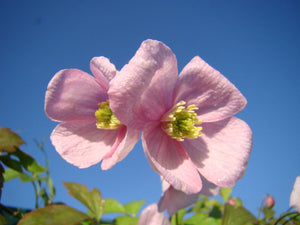 Clematis montana. pink Clematis, deciduous, climber, fast growing, spring flowering, hardy