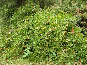 Danae racemosa, Alexandrian Laurel, Jurassicplants Nurseries, evergreen, shrub, fruit, slow growing, hardy
