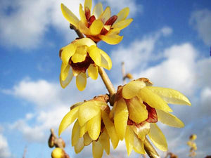 Chimonanthus praecox, Wintersweet. Jurassicplants Nurseries,deciduous, shrub, patio plant, winter flowering, scented, hardy