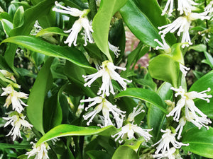 *FREE GIFT* Sarcococca ruscifolia – Fragrant Red Christmas Box