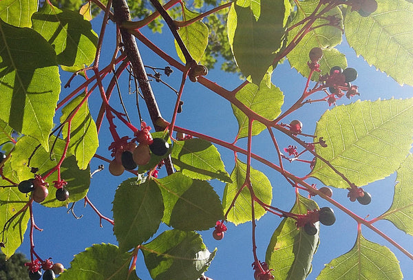 Picrasma quassioides India Quassia Jurassicplants Nurseries