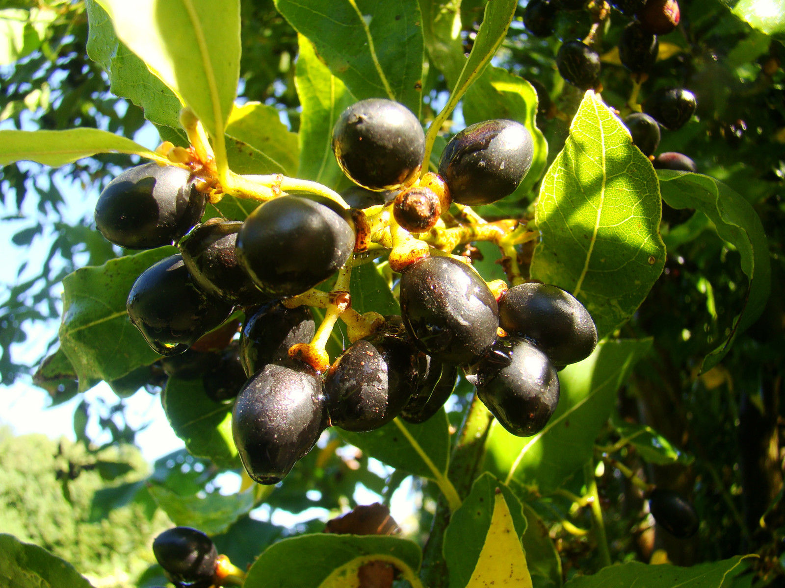 Laurus Tree Laurus nobilis - Bay Tree, Bay Laurel - Jurassicplants Nurseries