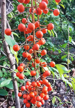 Idesia polycarpa, chinese Wonder Tree, plant, tree, deciduous, autumn colours, hardy, scented, flowering, fruit, edible