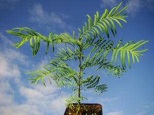 Metasequoia glyptostroboides x2 - Dawn Redwood (2 plants)