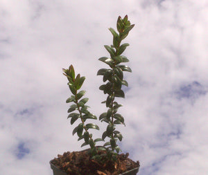 Myrtus communis, Common Myrtle, Jurassicplants Nurseries, evergreen, shrub, exotic, scented, hardy, summer flowering, bonsai