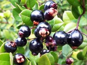 *FREE GIFT* Luma apiculata - Chilean Myrtle - (15cm tall)
