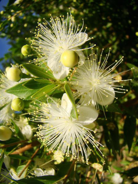 Myrtle Shrub Collection - Myrtus, Luma, Rhapithamnus - Jurassicplants ...