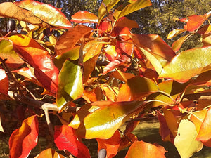 Nyssa sylvatica, Black Tupelo, tree, plant, fruit, Autumn colours, hardy, deciduous, bonsai