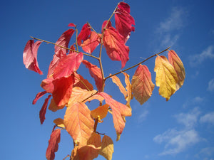 Parrotia persica, Persian Ironwood, plant, patio, deciduous, bonsai, hardy, flowering, garden, autumn colours