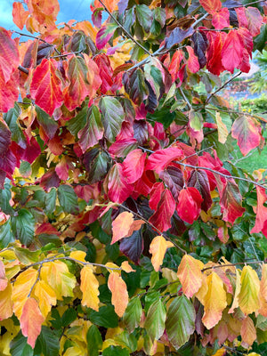 Parrotia persica - Persian Ironwood