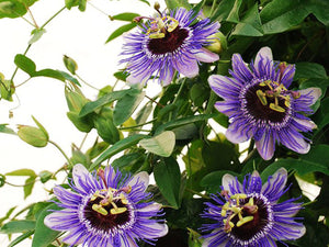 Passiflora caerulea, Blue Passionflower, plant, patio, conservatory, evergreen, hardy, fruit, fast growing, summer flowering