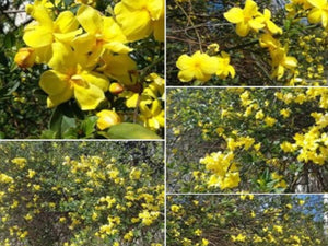 Jasminum mesnyi, Primrose Jasmine, Jurassicplants Nurseries, plant, shrub, deciduous, patio, conservatory, hardy, fast growing