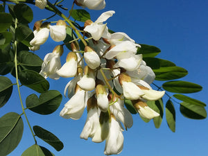 Robinia pseudoacacia, Black Locust, deciduous, tree, scented, hardy