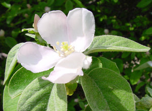 Cydonia oblonga, Common Quince, spring flowering, plant, tree, deciduous, scented, fast growing, hardy
