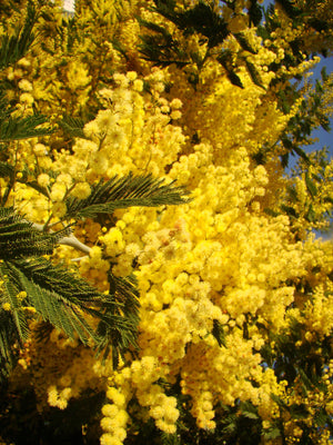 Acacia dealbata, Silver Wattle, Yellow Mimosa, evergreen, tree, fast growing, scented