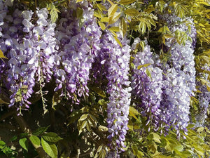 Wisteria sinensis, chinese Wisteria, climber, deciduous, flowering, hardy