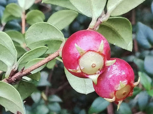 Ugni molinae, Chilean Guava, evergreen, shrub, bonsai, fruit, edible, slow growing, hardy