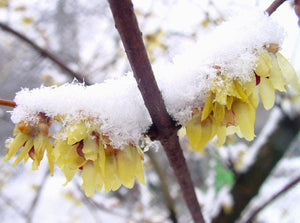 Chimonanthus praecox, Wintersweet. Jurassicplants Nurseries,deciduous, shrub, patio plant, winter flowering, scented, hardy