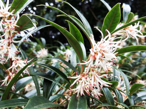 Sarcococca hookeriana var. digyna, Pink Christmas Box, Jurassicplants Nurseries, evergreen, patio plant, hardy, scented
