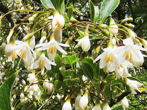 Styrax japonicus, Japanese Snowbell, deciduous, tree, autumn colours, hardy, summer flowering, plant
